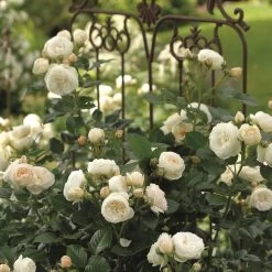 'Sweet Child Of Mine' Floribunda Rose 7 'Sweet Child Of Mine' Floribunda Rose -Roots Plants Sweet Child of Mine 2