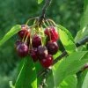 'Sweetheart' Cherry Tree -Roots Plants Sweetheart 1