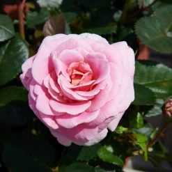'Palace Tabor' Patio Shrub Rose