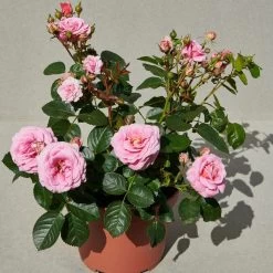 'Palace Tabor' Patio Shrub Rose -Roots Plants Tabor Palace Poulpal104 N 3