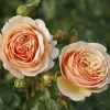 'Tropicana' Hybrid Tea Rose -Roots Plants Tropicana 4