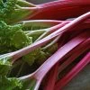 'Champagne' Rhubarb Plant -Roots Plants VEG0172 1