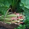 'Goliath' Rhubarb Plant -Roots Plants VEG0173 1