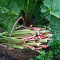 Full Season Rhubarb Collection -Roots Plants VEG0173 1 aa876d4d ee75 42cd 851d 43a214dc5cb2