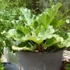 'Raspberry Red' Rhubarb Plant -Roots Plants VEG0179 1