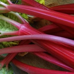 Full Season Rhubarb Collection -Roots Plants VEG0179 2 ee10ba25 a25e 48e9 9e72 1c0d320a2add