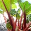 'Timperley Early' Rhubarb Plant -Roots Plants VEG0183 1