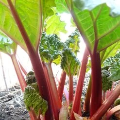Full Season Rhubarb Collection -Roots Plants VEG0183 1 8c1d7e68 fdcd 44fd 8edf 60540c37840c
