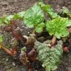 'Victoria' Rhubarb Plant -Roots Plants VEG0187 1