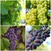 British Winemaking Grape Vines Collection -Roots Plants WinemakingGrapes dd2622f4 95c8 4e64 90c9 0a9a806d4970