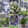 Stately Agapanthus Collection 1 Stately Agapanthus Collection -Roots Plants agapanthus collection 1