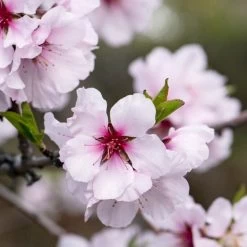 'Princess' Almond Tree | Prunus Dulcis -Roots Plants almond 1