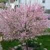 'Princess' Almond Tree | Prunus Dulcis -Roots Plants almond 3
