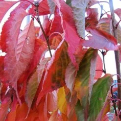 Flagpole Cherry Blossom Tree | Prunus Amanogawa -Roots Plants amanogawaautumn