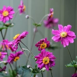 Anemone 'Prinz Heinrich' -Roots Plants anemonePH 3 70c08fdd 44f5 4f89 bec6 7bb5bf87ba04