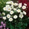 Anemone 'Whirlwind' 2 Anemone 'Whirlwind' -Roots Plants anemoneWW 1 1b73fc81 9c12 473a bc71 8b33aa443b2b