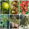 Best Apple Trees For Any Purpose | Growers' Choice -Roots Plants apple trees any purpose