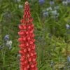Lupin West Country Beefeater -Roots Plants beefeater 1