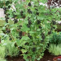 Big Ben Blackcurrant Bush -Roots Plants bigben 2