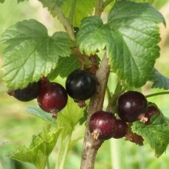 Big Ben Blackcurrant Bush -Roots Plants bigben 3