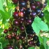 Big Ben Blackcurrant Bush -Roots Plants bigben 5