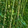 Green Bamboo | Phyllostachys Bisettii -Roots Plants bissetiibamboo 4