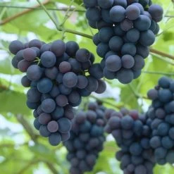 'Black Hamburgh' Indoor Grape Vine -Roots Plants black hamburg