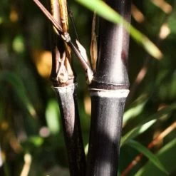 Black Bamboo | Phyllostachys Nigra -Roots Plants blackbamboo 1