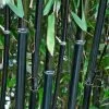 Black Bamboo | Phyllostachys Nigra -Roots Plants blackbamboo 3