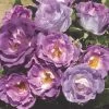 'Blue For You' Floribunda Rose -Roots Plants blue for you 5f65d5ba 4434 4eea 9ca7 9a61a7d1dca7