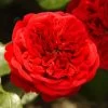 'Deep Love' Climbing Rose 2 'Deep Love' Climbing Rose -Roots Plants blwa00409 deep love
