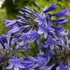 Agapanthus 'Stardust' | 3L -Roots Plants blwa00712 393f783e 0954 4f25 a78a 908e6d141987