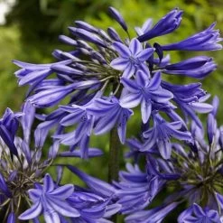 Agapanthus 'Stardust' | 3L