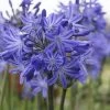 Agapanthus 'Star Quality' | 3L 1 Agapanthus 'Star Quality' | 3L -Roots Plants blwa00713 ed5e55e1 c312 4816 b701 a18a638c3005