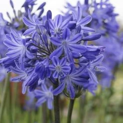 Agapanthus 'Star Quality' | 3L