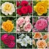 Shrub Rose Collection | Roses For The Border -Roots Plants borderroses 1