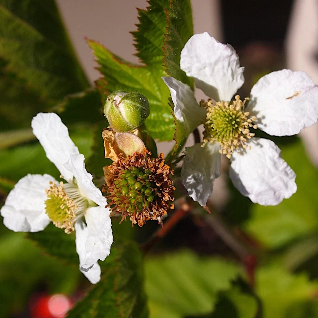 Boysenberry Bush | Rubus 6 Boysenberry Bush | Rubus - Image 4