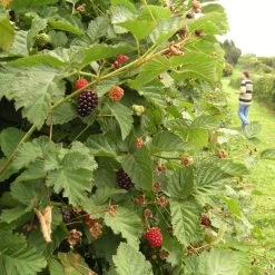 Boysenberry Bush | Rubus 12 Boysenberry Bush | Rubus -Roots Plants boysenberry 5