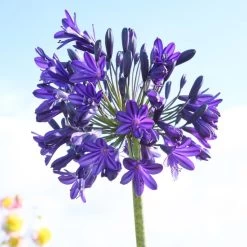 Agapanthus 'Royal Velvet' -Roots Plants brer09527sq