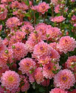 Dahlia 'Pacific View' 7 Dahlia 'Pacific View' -Roots Plants brer09906