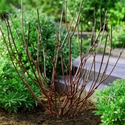Best Value Cornus Collection | Winter Hedging -Roots Plants browncornus