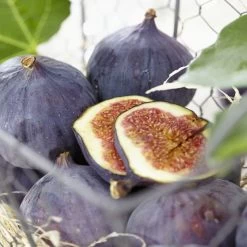 UK Hardy Fig Tree | 'Brown Turkey' -Roots Plants brownturkeyfigs