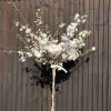 The Bride Cherry Blossom Tree | Prunus Incisa -Roots Plants cherryblossomThbeBride