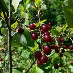 The 3 Best Fruit Trees For Small Gardens | Apple, Cherry & Fig -Roots Plants cherrytree21 10 9106be21 ba8a 4a4f 93c0 754bae68b0c1