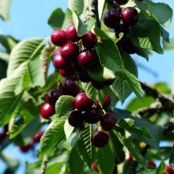 Sunburst Cherry Tree -Roots Plants cherrytree21 16