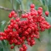 Cut Leaf Rowan Tree | Sorbus 'Chinese Lace' -Roots Plants chineselace 1