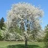 Chocolate Ice' Cherry Blossom Tree | Prunus 'Matsumae-fuki' -Roots Plants chocice 1
