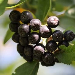 Unusual Berry Collection -Roots Plants chokeberries