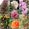 Repeat Flowering Climbing Rose Collection 2 Repeat Flowering Climbing Rose Collection -Roots Plants climbingroses 1