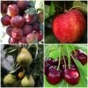 Complete Orchard Collection | Apple, Cherry, Pear, Plum Trees -Roots Plants complete orchard